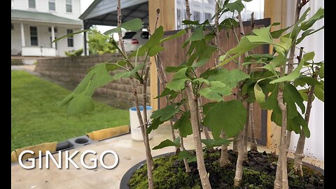 Ginkgo