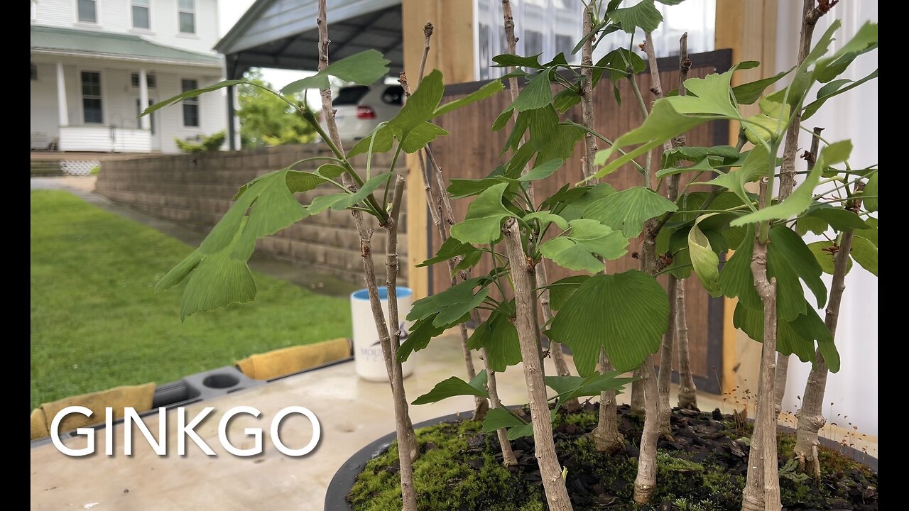 Ginkgo