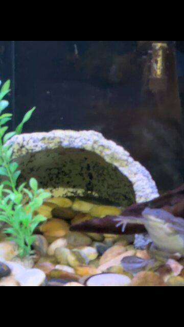 Clearwater marine aquarium