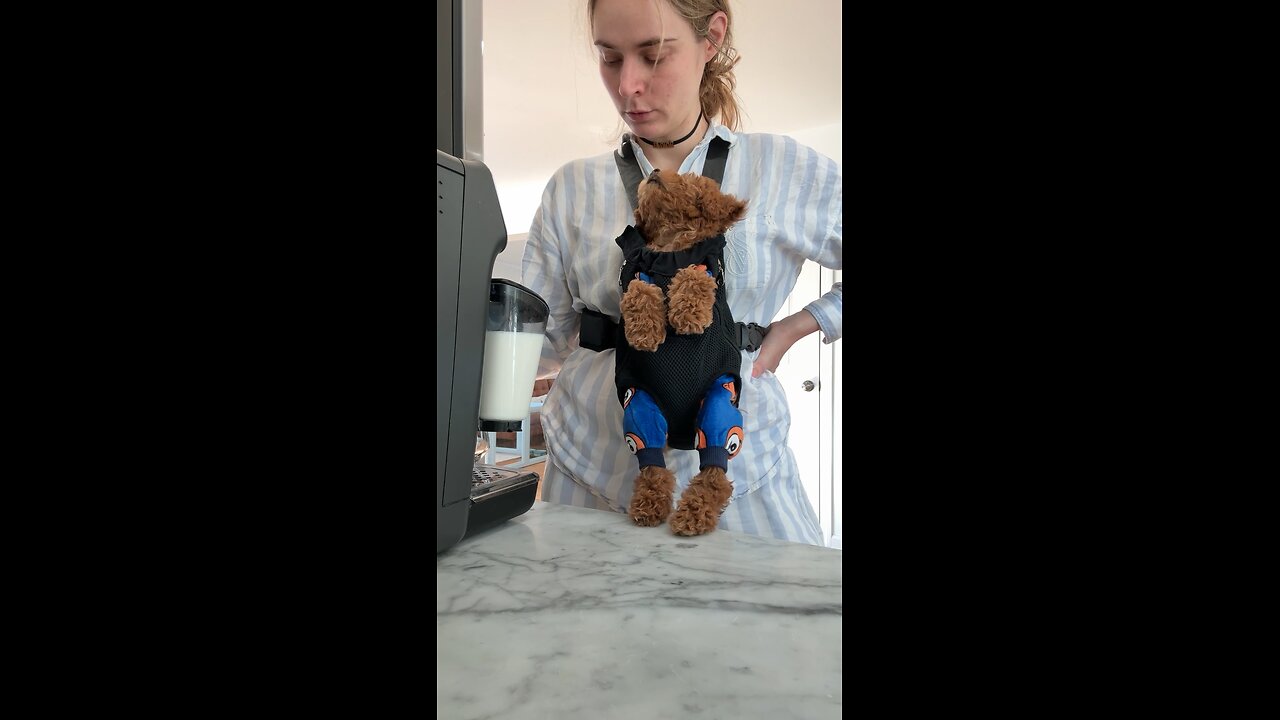 slow morning with my pup