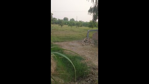 my beautiful garden of vedeo
