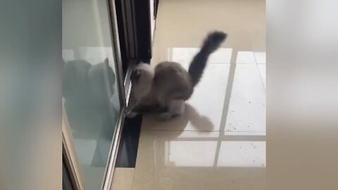 Cats Playing and Fall on the floor
