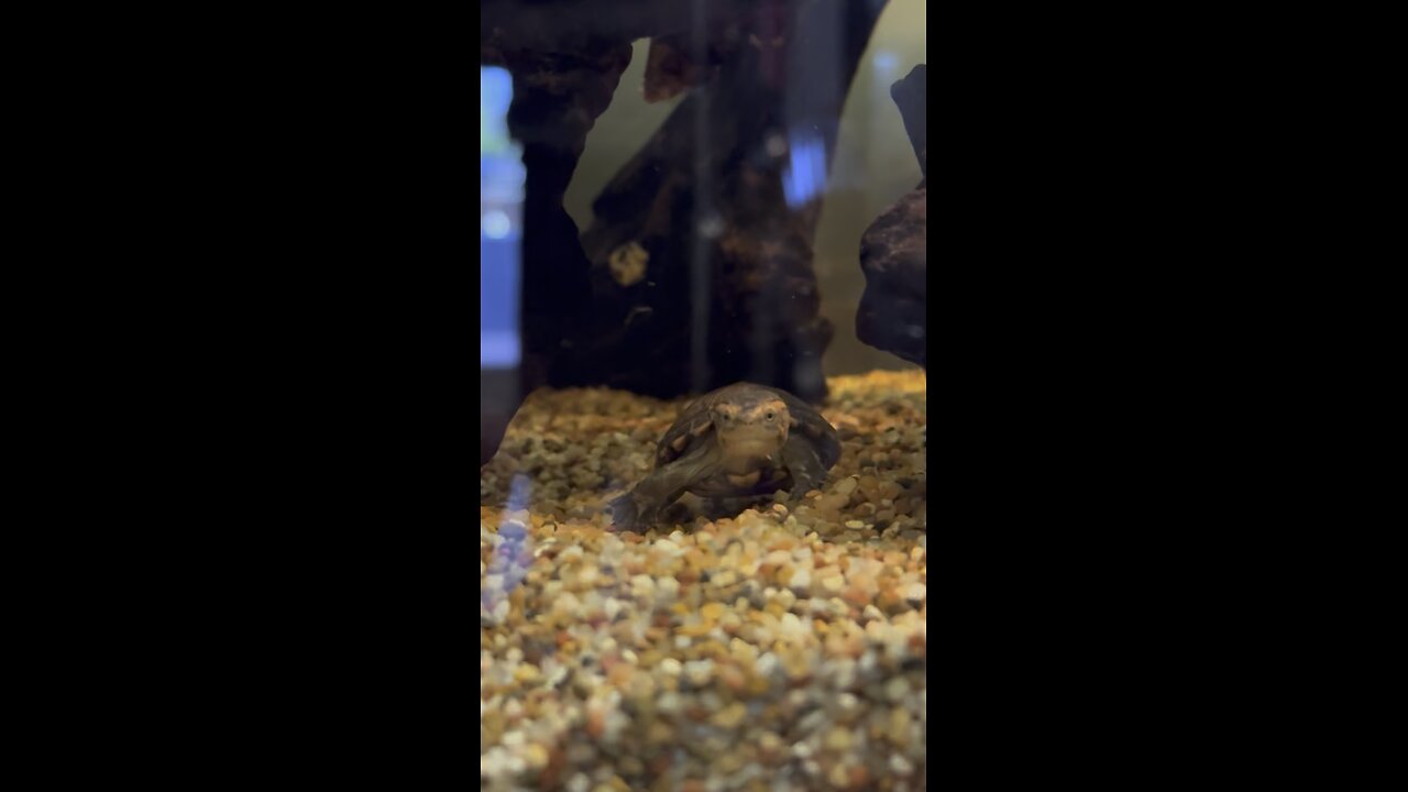 Good morning Hatchling