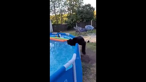 cat funny video