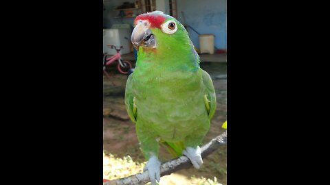 🦜 Giant Amazon Parrot Says "Hello": A Super Friendly Greeting! (Powerful Talking Bird)