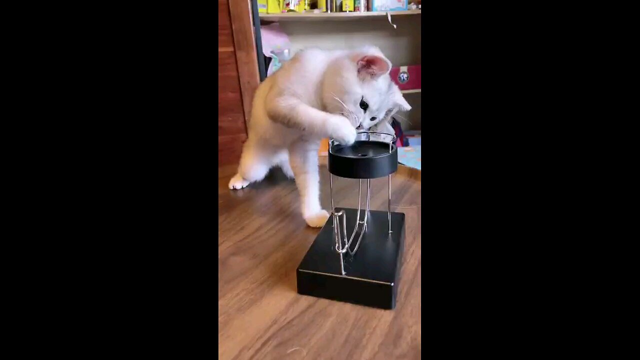 Funny Cat