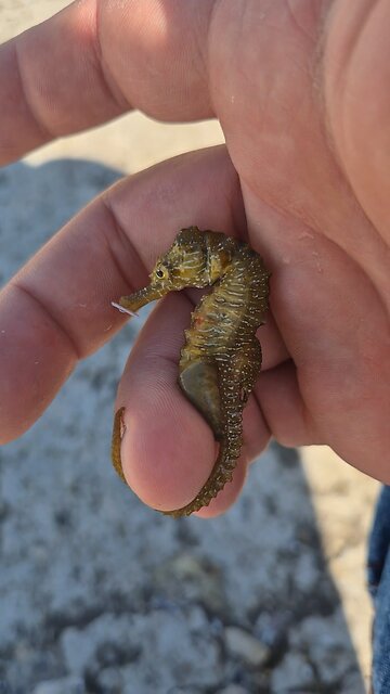 Seahorse in Romania