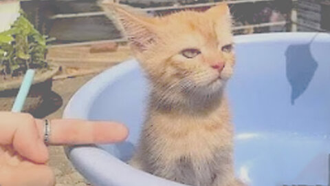 This Cat’s Reaction Broke the Internet! 🤯🤣