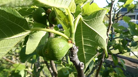 Garden look see FIGS