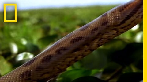 Best '08! Anaconda Hunts | National Geographic