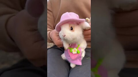 The little rabbit dances for the first time in the countryside as a cute little pet. Rabbit cute pe