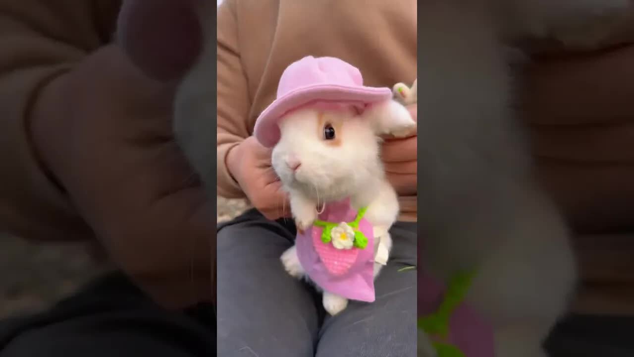 The little rabbit dances for the first time in the countryside as a cute little pet. Rabbit cute pe