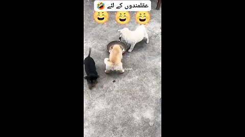 doogi