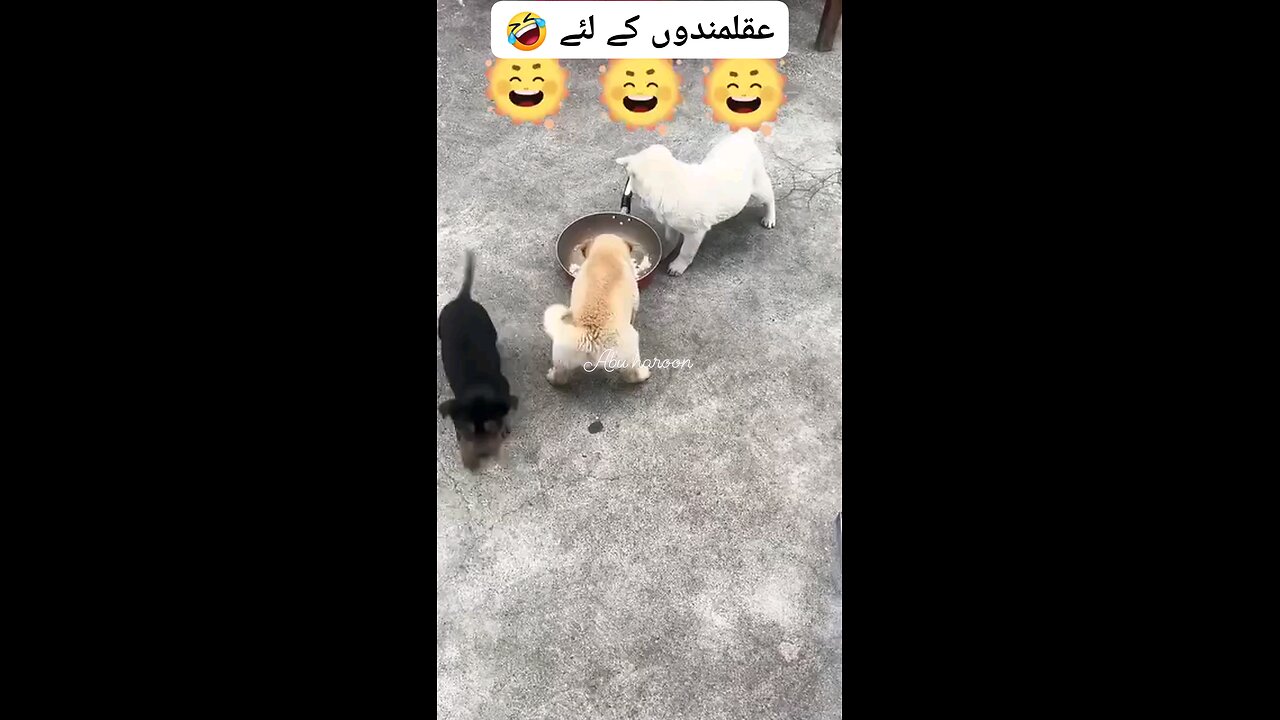 doogi