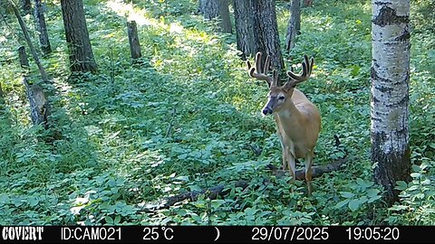 Alberta Whitetail 2025 - Episode 2 - Trail Cams