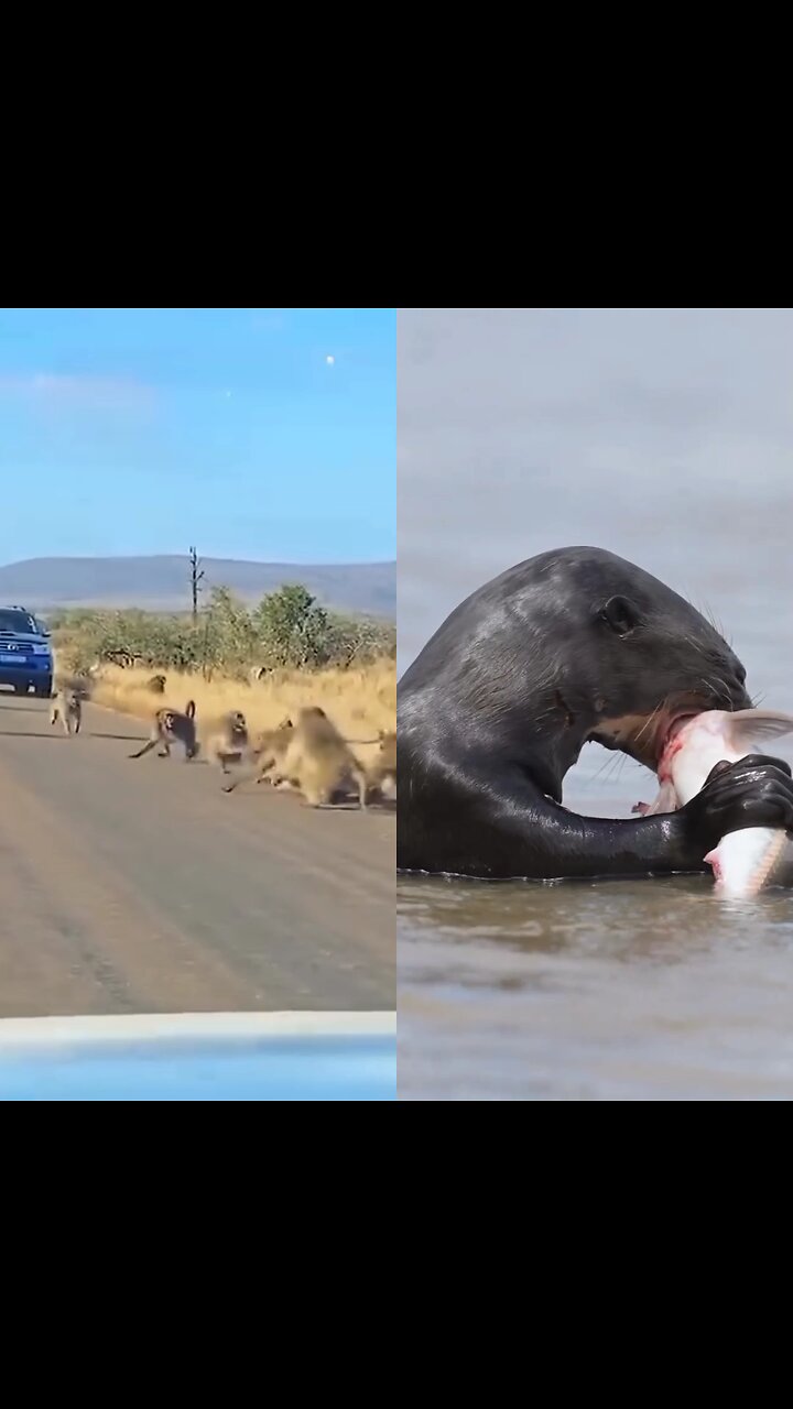 The animal eats a very big fish. A group of monkeys together trap a tiger.