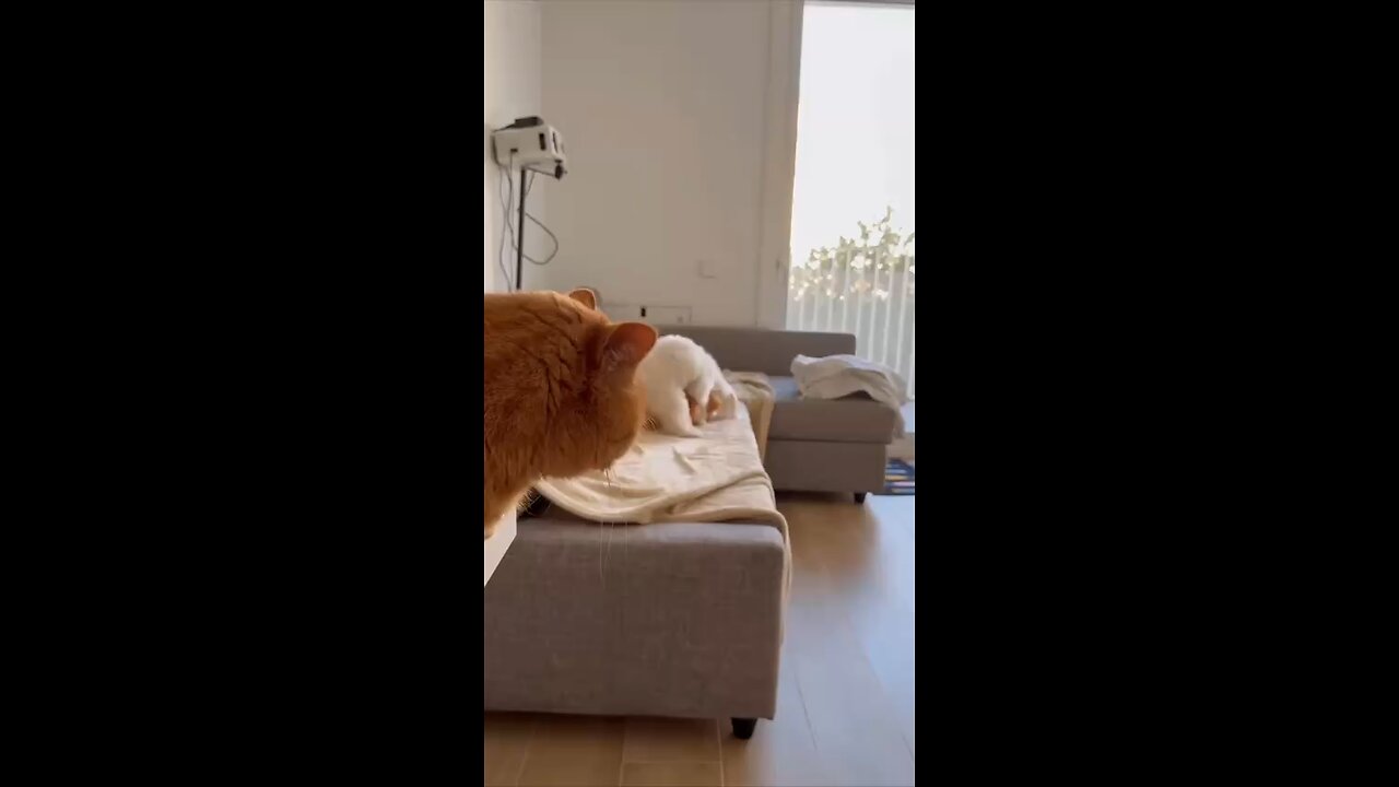 Dogs - smh (a cat's perspective)