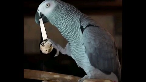 My Parrot Is Crackin Up