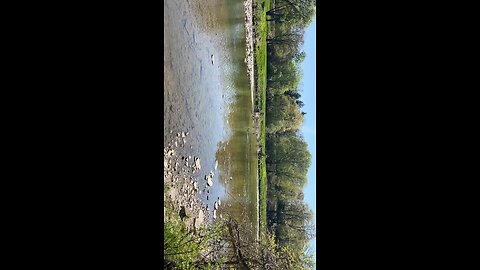 Canada Geese and lots of Goslings at James Gardens Toronto