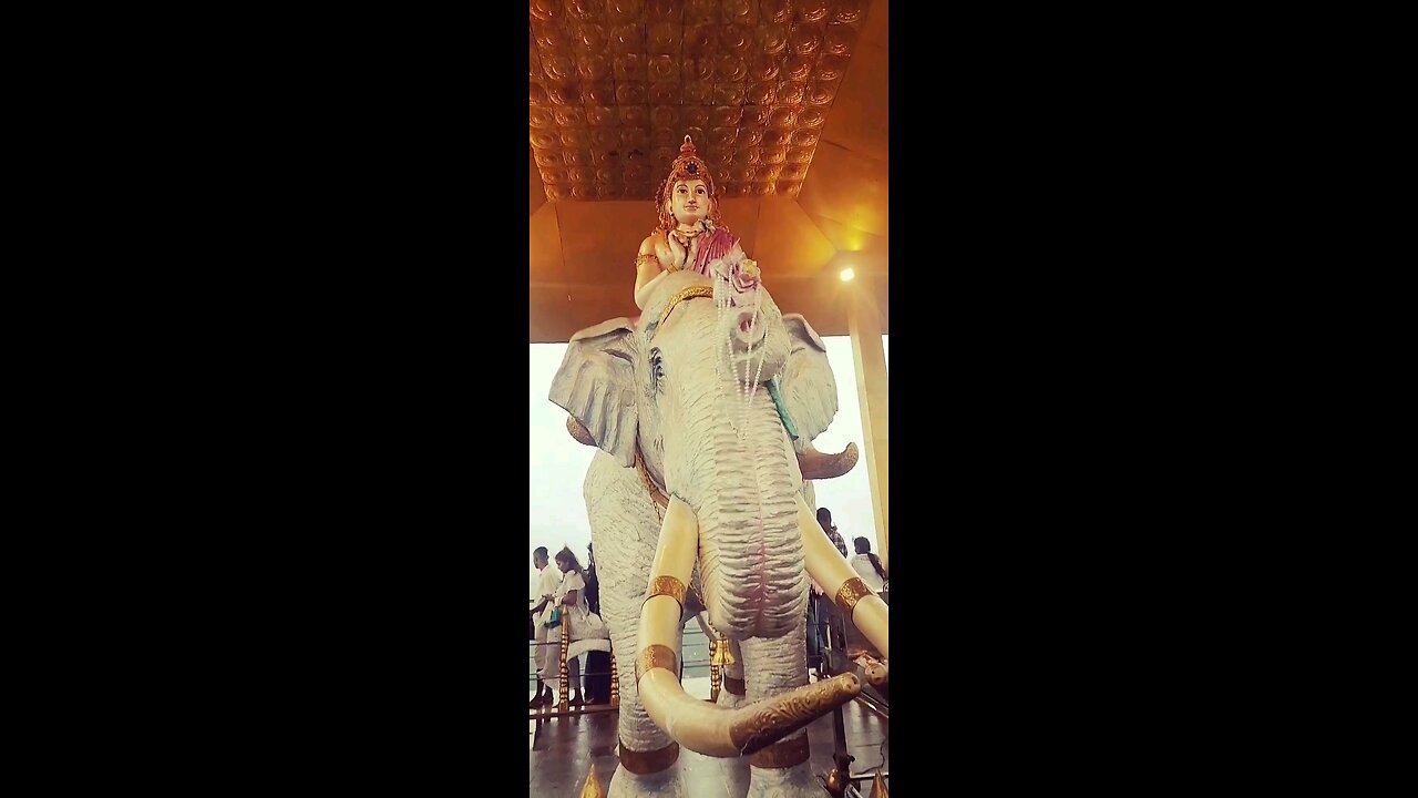 White Elephant.