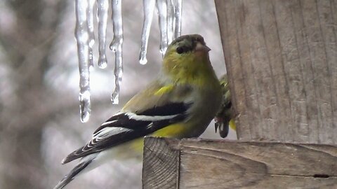 Finches