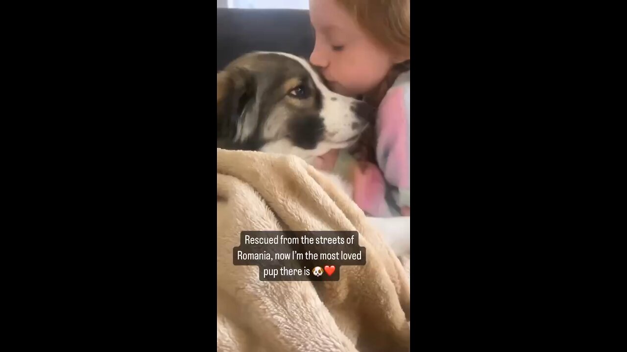 ❤️ Dogs