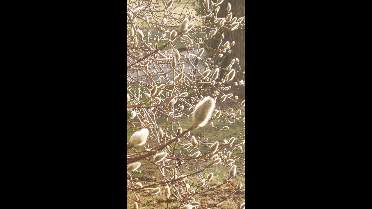 star magnolia
