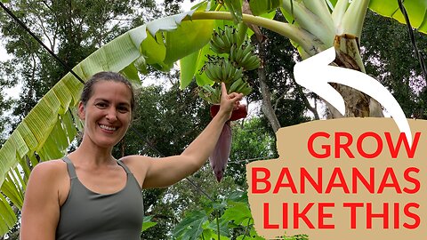 4 Essential Tips for Growing Bananas
