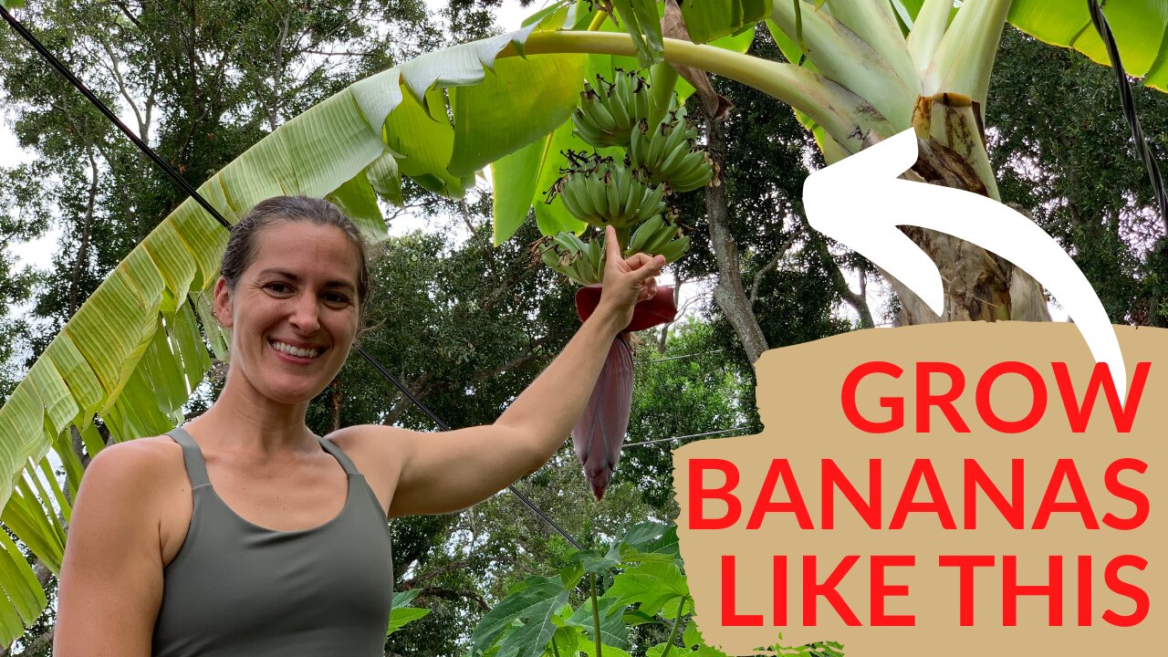 4 Essential Tips for Growing Bananas