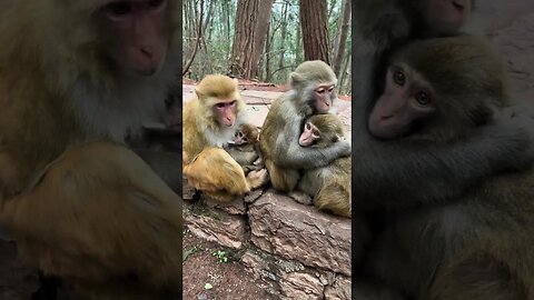Big and small are all precious monkeys