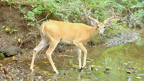 Buck Crossing a Stream