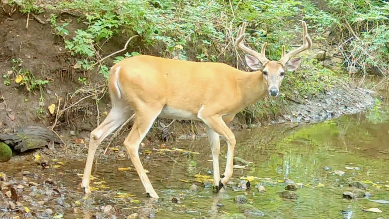 Buck Crossing a Stream