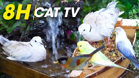 Squirrel Chase & Bird Watching: Hours of Fun for Your Cat - Video For Cats
