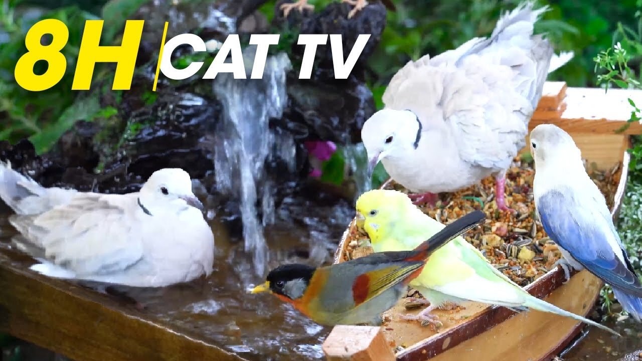 Squirrel Chase & Bird Watching: Hours of Fun for Your Cat - Video For Cats
