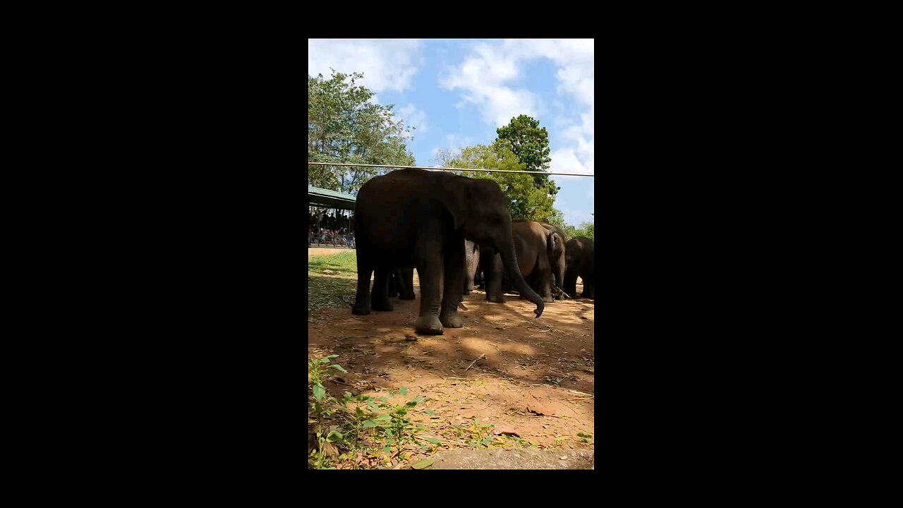 elephant