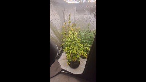 grape ape and northern lights grow update