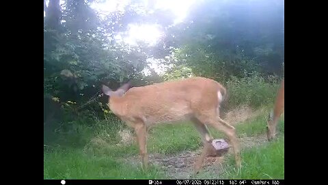 Deer Cam 08-07-2025 Game Cam Trail Cam