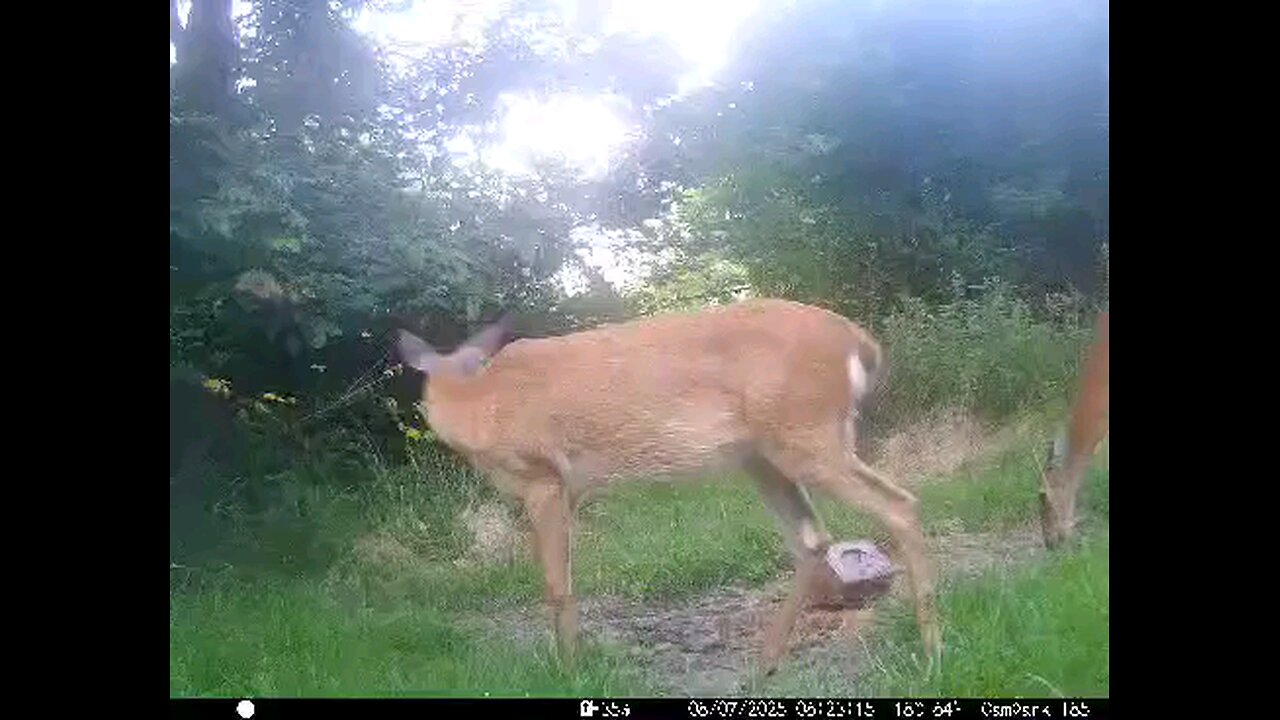 Deer Cam 08-07-2025 Game Cam Trail Cam