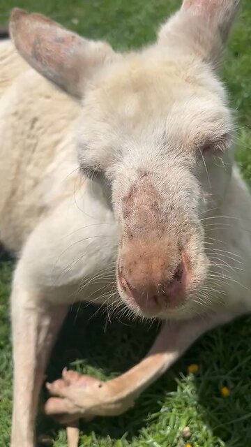White kangaroo 🦘