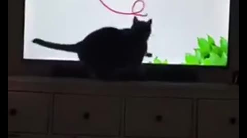 Funny Cats Compilation