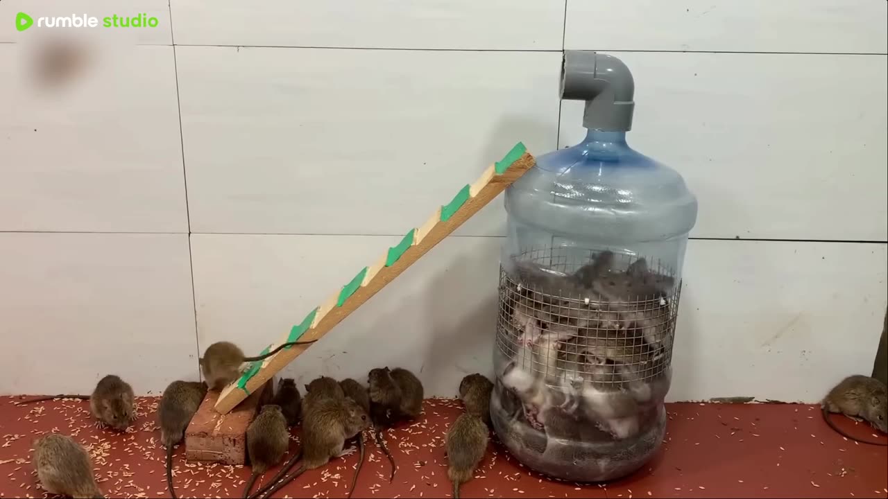 Super Mouse Trap 🐀 Catching lots of mice 🐀 Mice being caught!