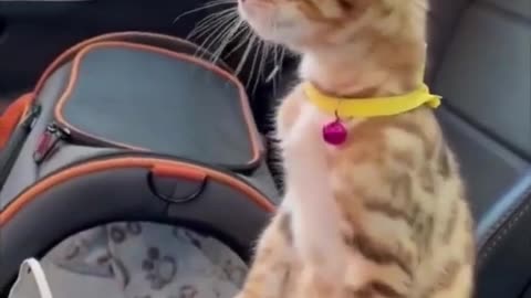 🚗😹 Chaton piégé dans la voiture pendant le lavage auto – FOU RIRE garanti ! 😂💦 #AnimauxDrôles