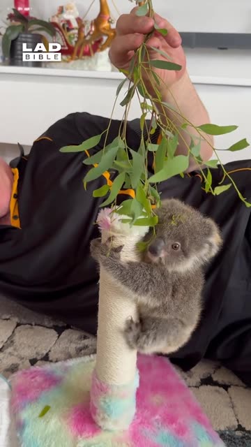 Enticing with food the great motivator