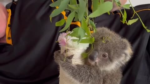 Enticing with food the great motivator