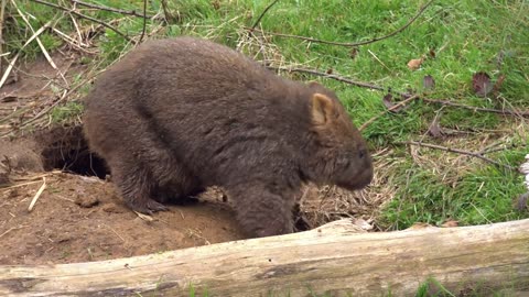 Secrets of Wild Australia: Series 1_Mini Marsupials