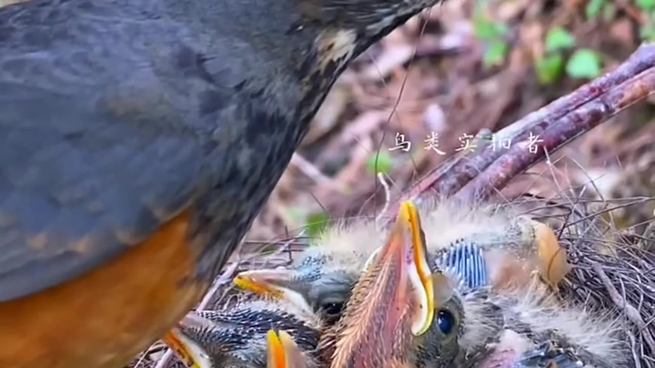 Animal world...