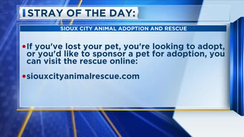Stray Of The Day: Meet Sparkle