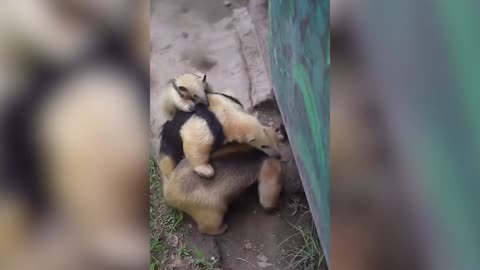 Funniest Animal Videos
