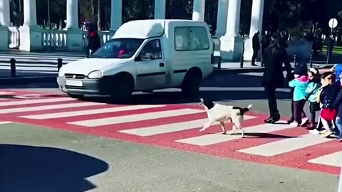 سگ‌ها قهرنان هستند