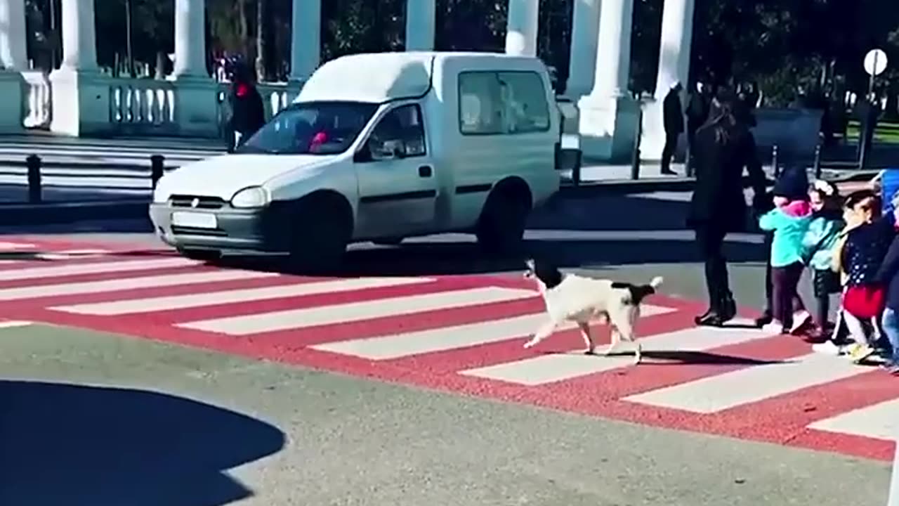 سگ‌ها قهرنان هستند